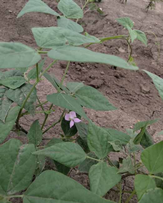tepary beans cultivation.PNG